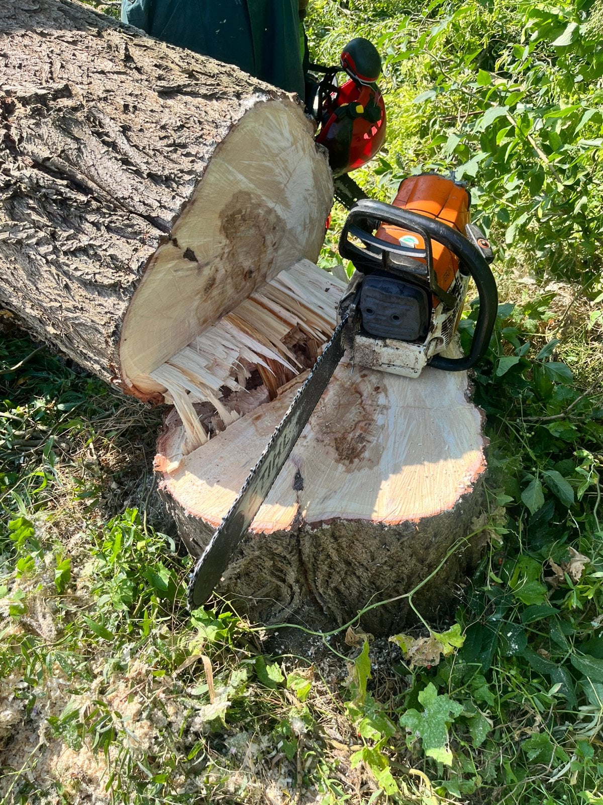 Bois : tronc d'arbre à couper, Jardin & Terrasse, Bois de chauffage, Enlèvement