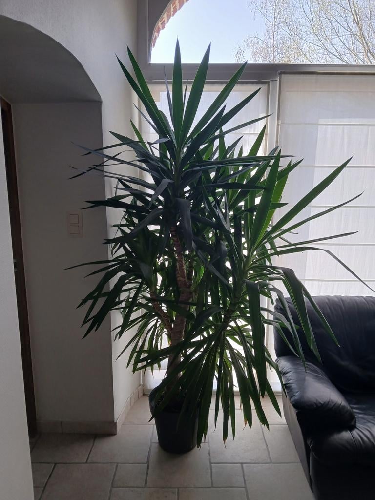 2 Yucca, Enlèvement, Yucca