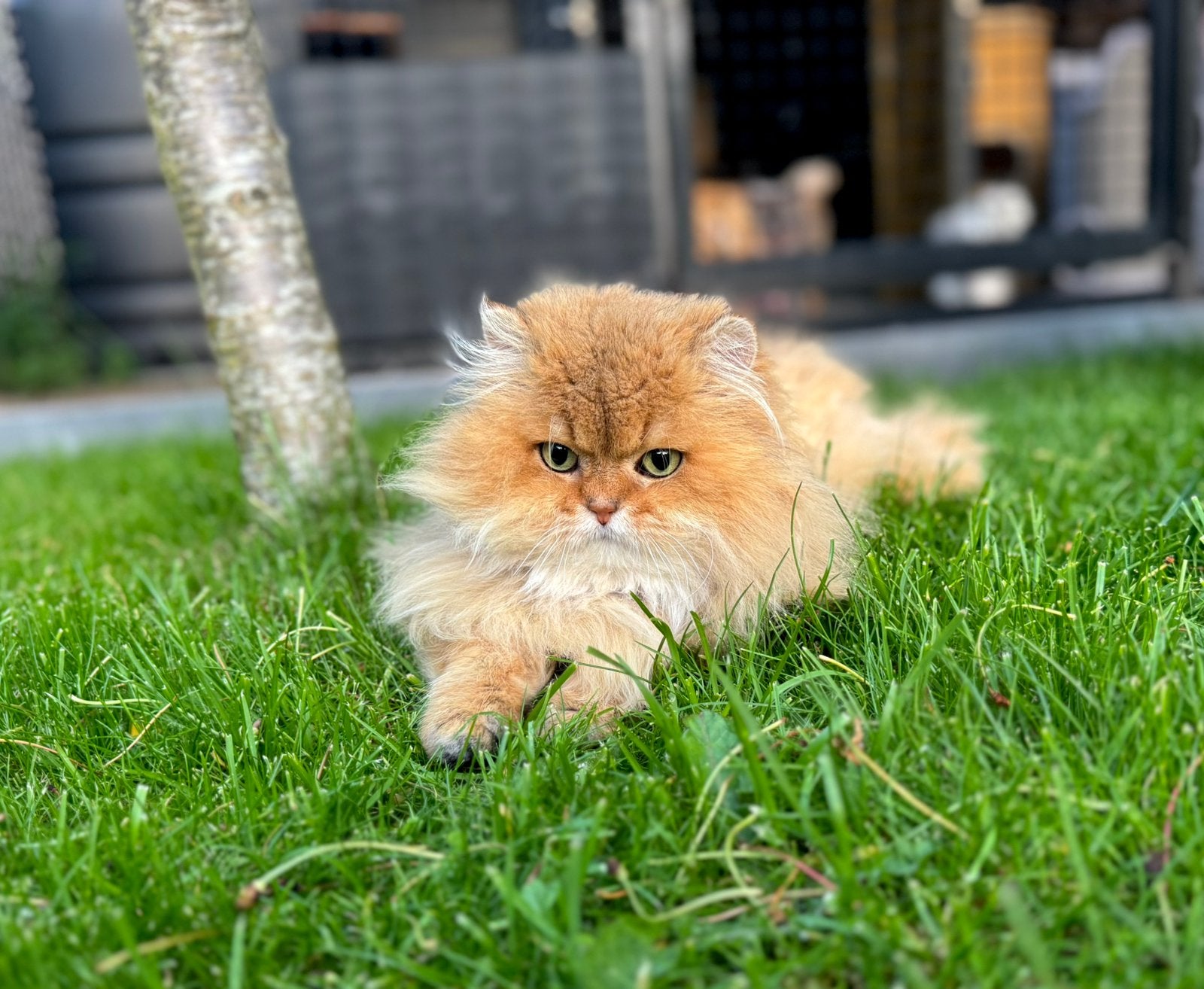 Woody, onze prachtige ervaren dekkater zoekt nieuw huisje, Chat, Avec pedigree, 6 ans ou plus