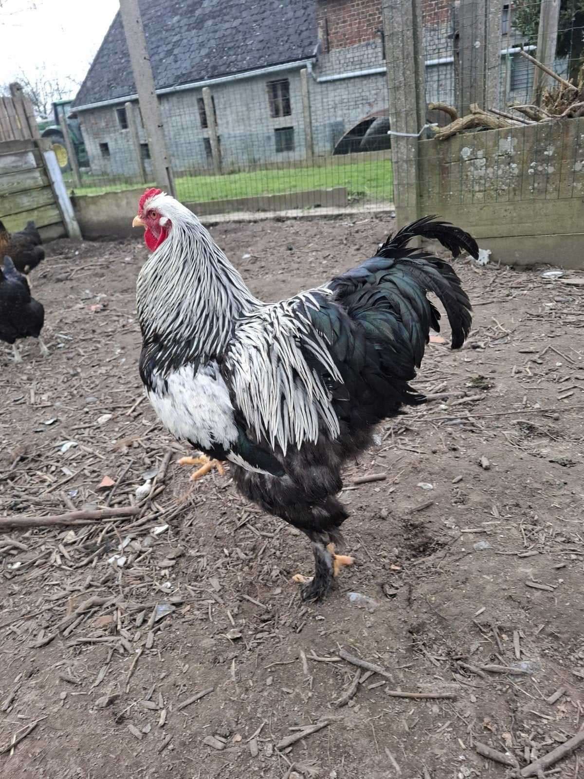 Brahma haan, Dieren en Toebehoren, Mannelijk, Kip