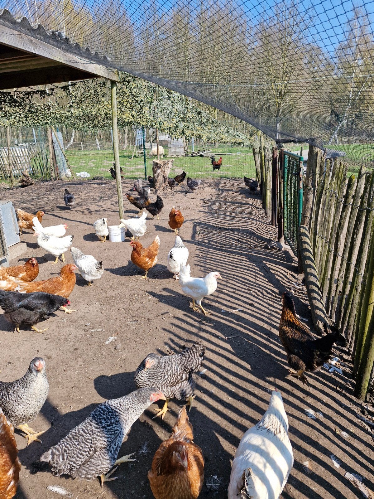Legkippen leghennen, Tickets & Billets, Loisirs | Jardins zoologiques
