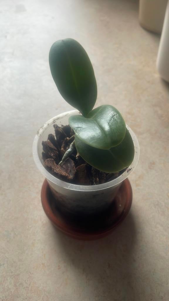 Een mooie plant orchidee, Enlèvement