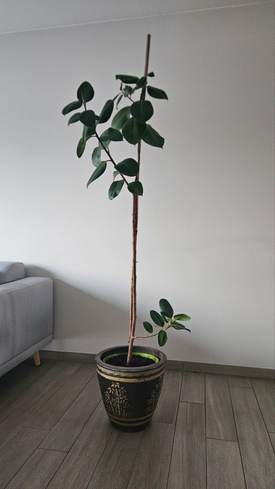 Bananenplant, Ophalen