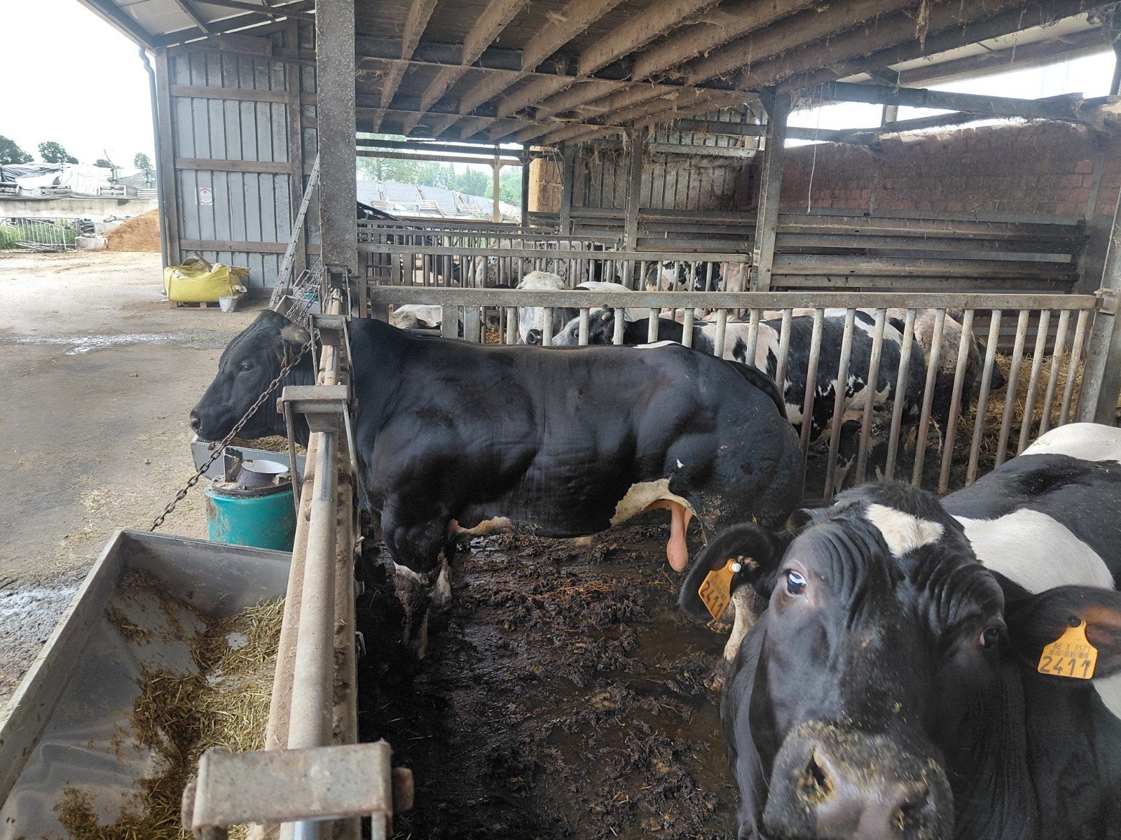 Dekstier, Dieren en Toebehoren