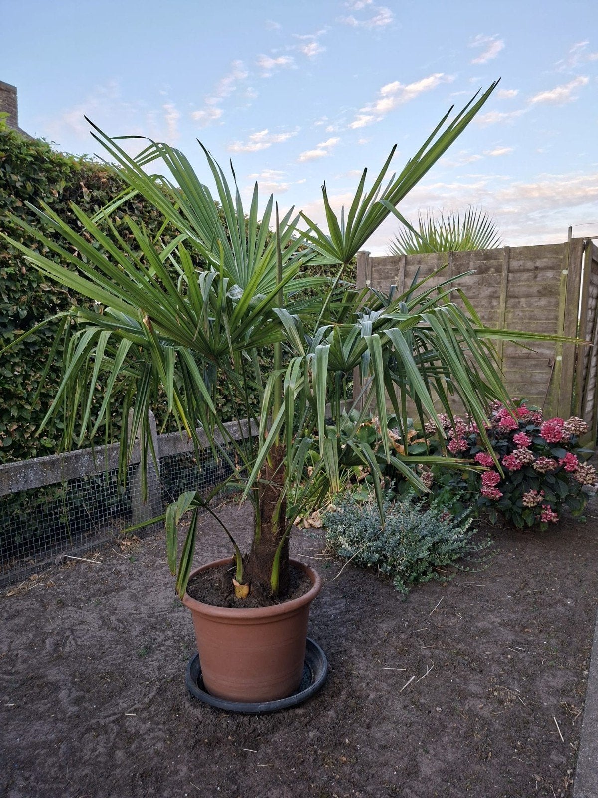 winterharde palm, Ophalen of Verzenden