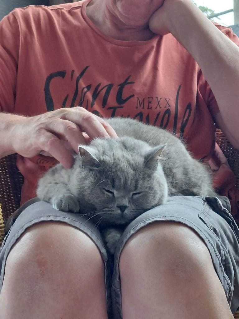 huiselijke kattenopvang oostkamp nabij Brugge 1 nacht GRATIS, Ophalen