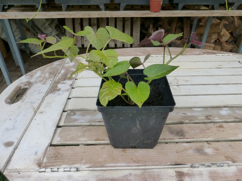 ZOETE AARDAPPEL /BATAAT, Ophalen