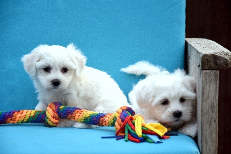 Prachtige Maltezer pups, Maladie de Carré (chiens), Chienne, Belgique, Bichon maltais