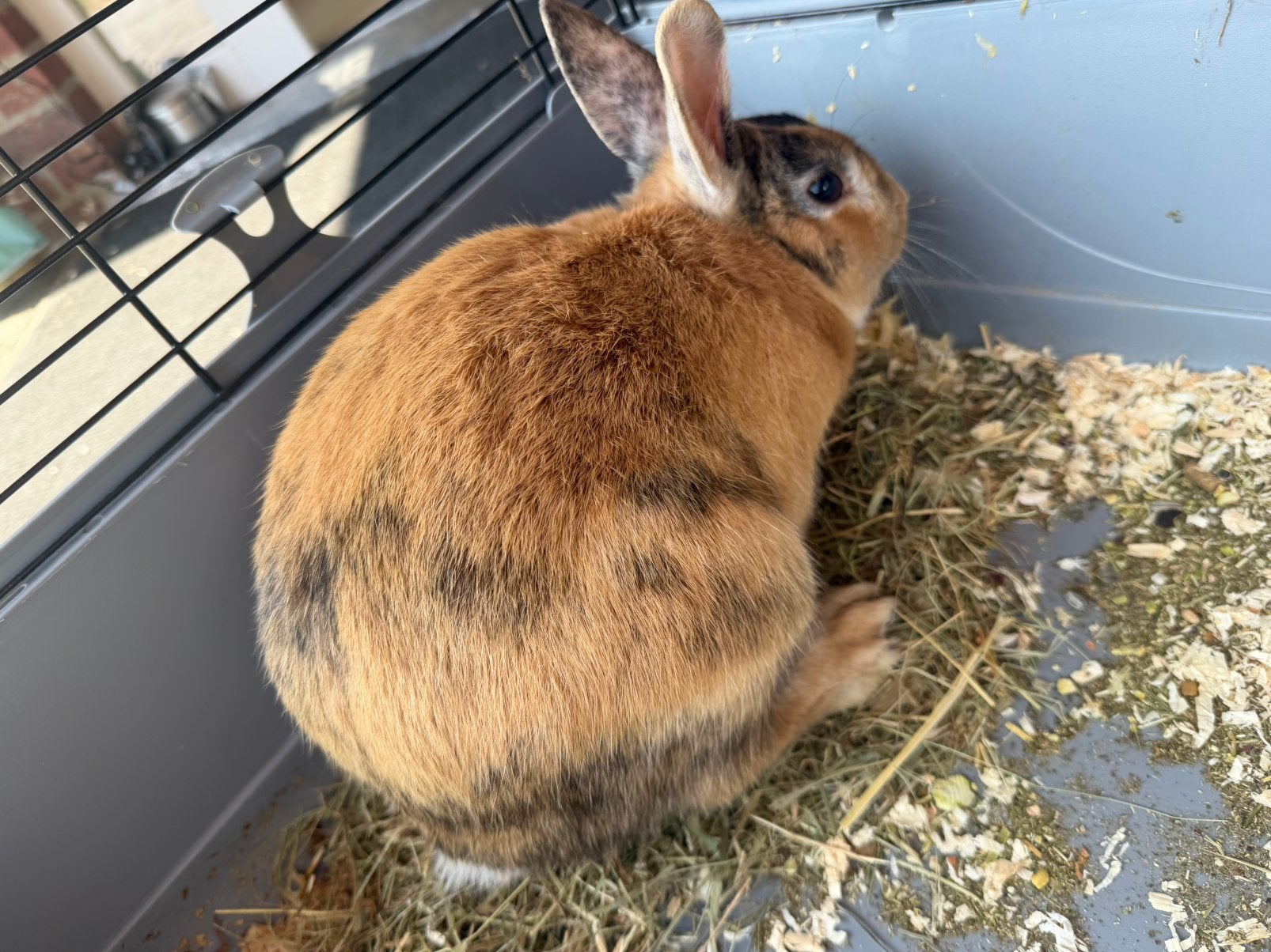 Konijn, Dieren en Toebehoren, Konijnen, Geslacht onbekend, Middelgroot, 0 tot 2 jaar