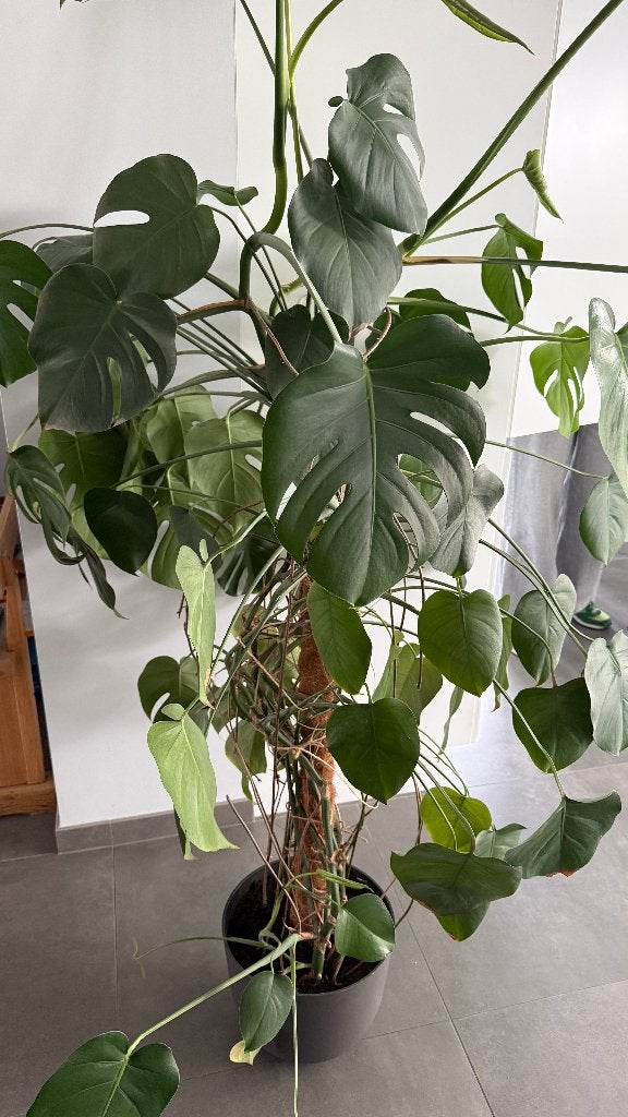Monstera deliciosa, Autres espèces, 150 à 200 cm, Enlèvement, Plante verte
