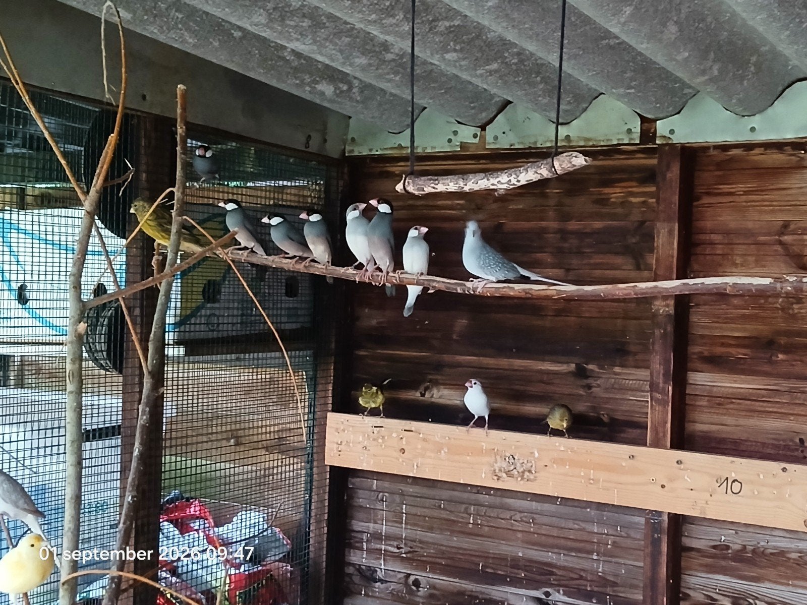 Rijstvogels ( Padda )