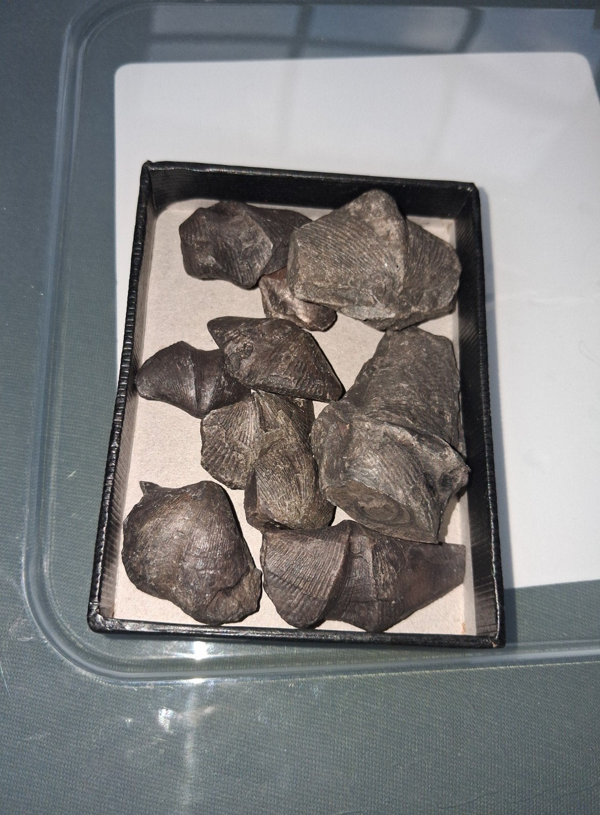 Lot de 10 araignées, Enlèvement ou Envoi