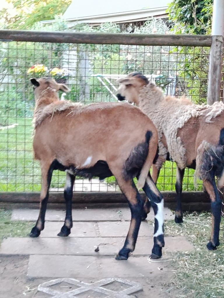 2 béliers