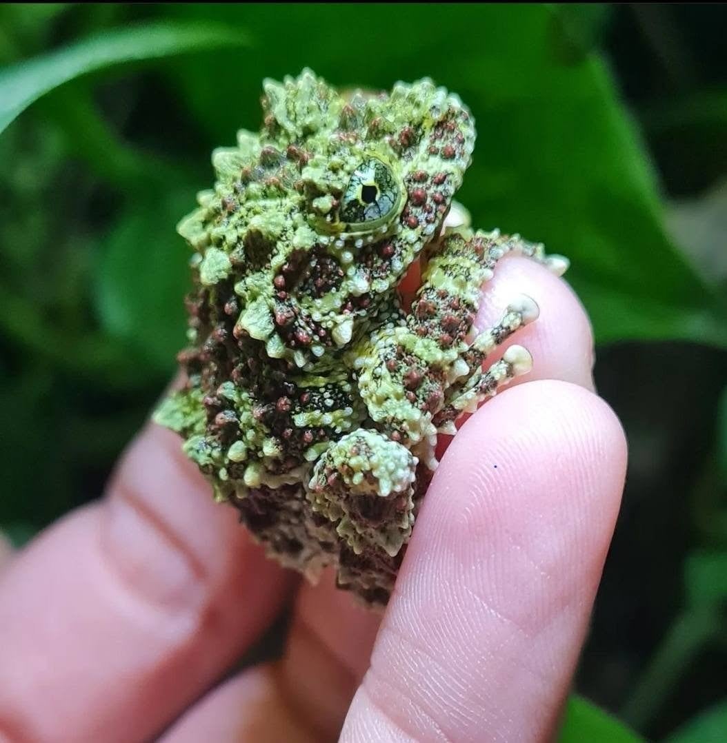 Theloderma Corticale, Animaux & Accessoires, Reptiles & Amphibiens