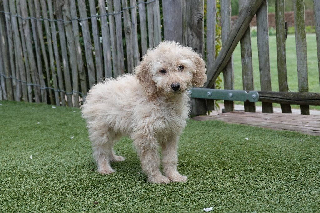 Beaux chiots Cockapoo abricot, Animaux & Accessoires, Autres races, Plusieurs, Hépatite contagieuse (maladie de Rubarth), Belgique