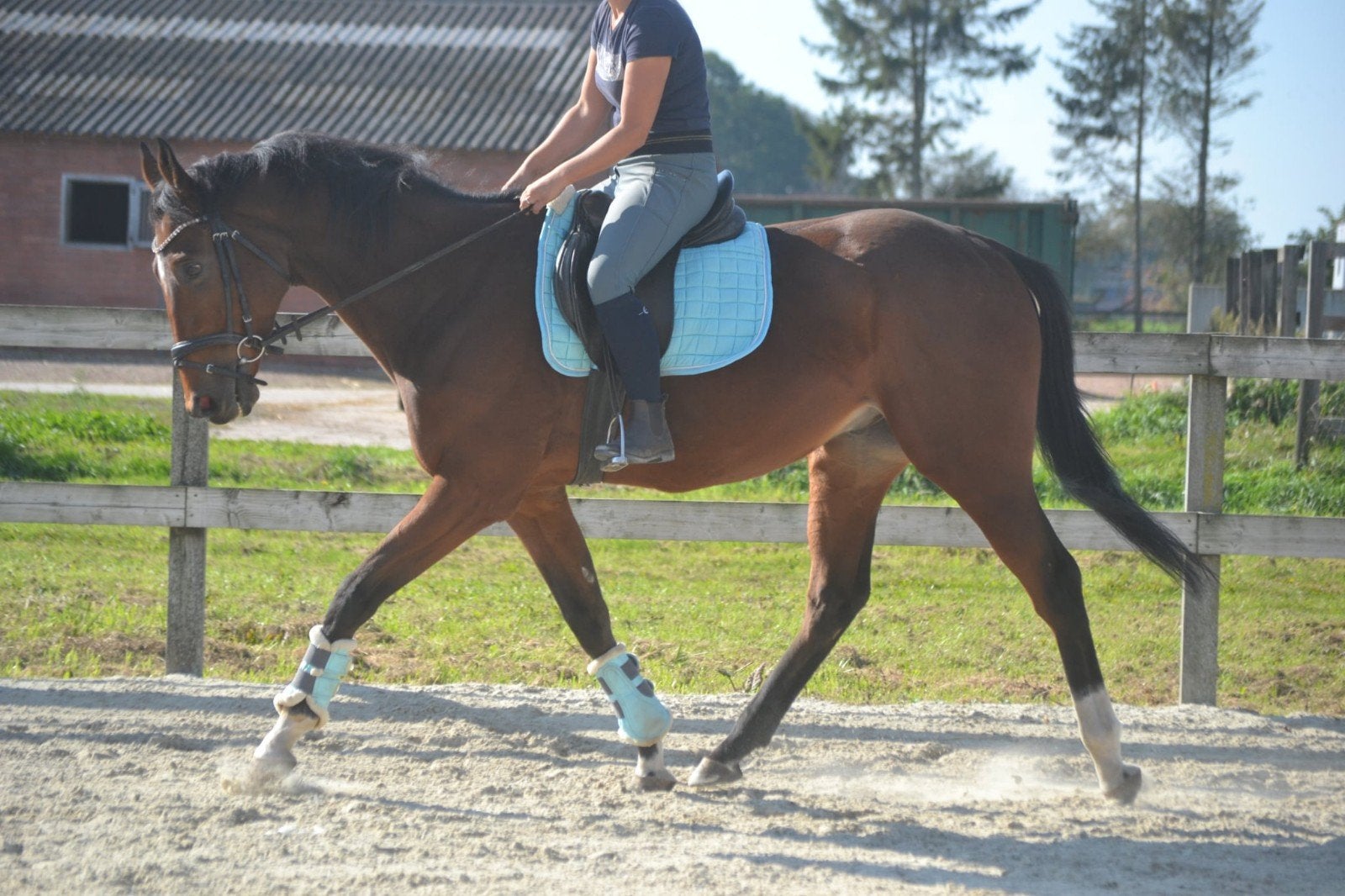 hele lieve  brave ruin, Dieren en Toebehoren, Ruin