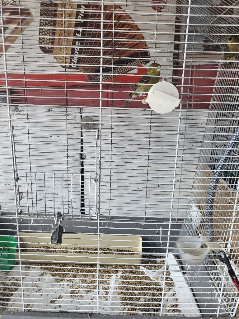 a céde  femelle  2024, Dieren en Toebehoren, Vogels | Toebehoren, Ophalen
