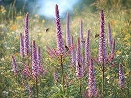 Veronicastrum Cupid, Tuin en Terras, Planten | Tuinplanten, Ophalen, Halfschaduw