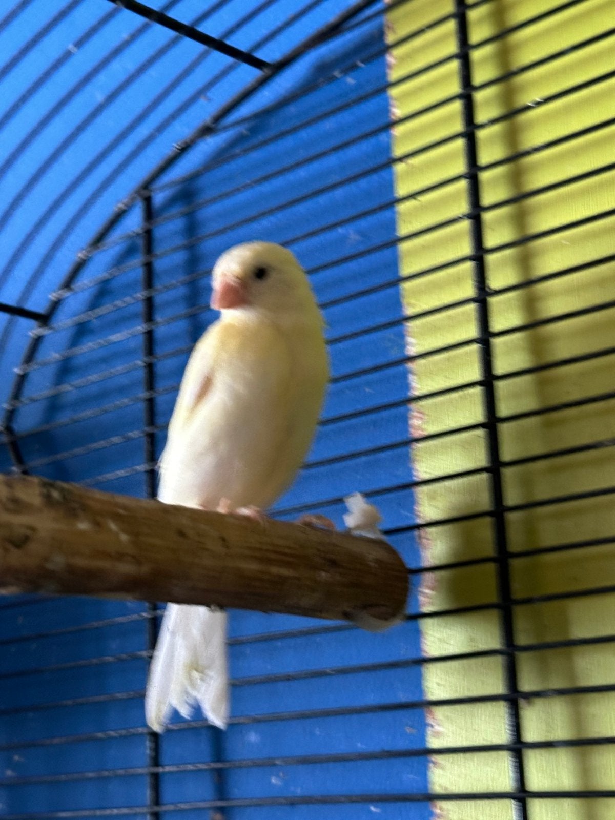 Kanaries, Dieren en Toebehoren, Vogels | Kanaries