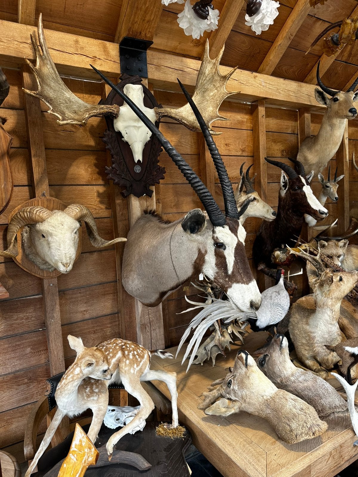 Taxidermie dieren opgezet, Enlèvement