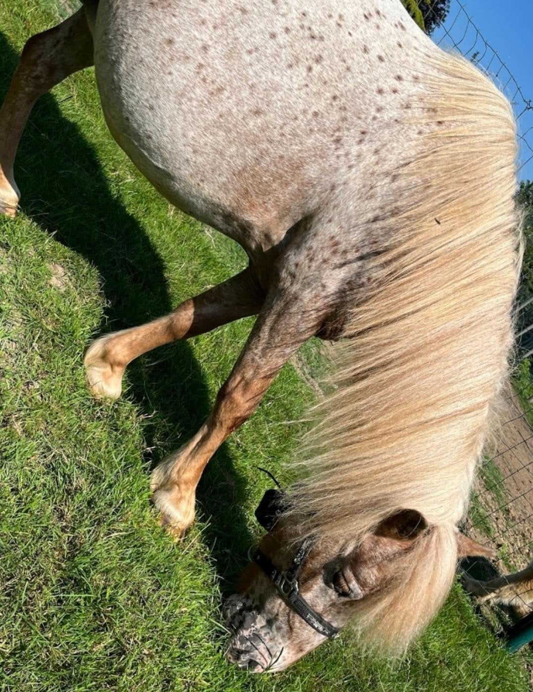 Super mini jument appaloosa, Femelle