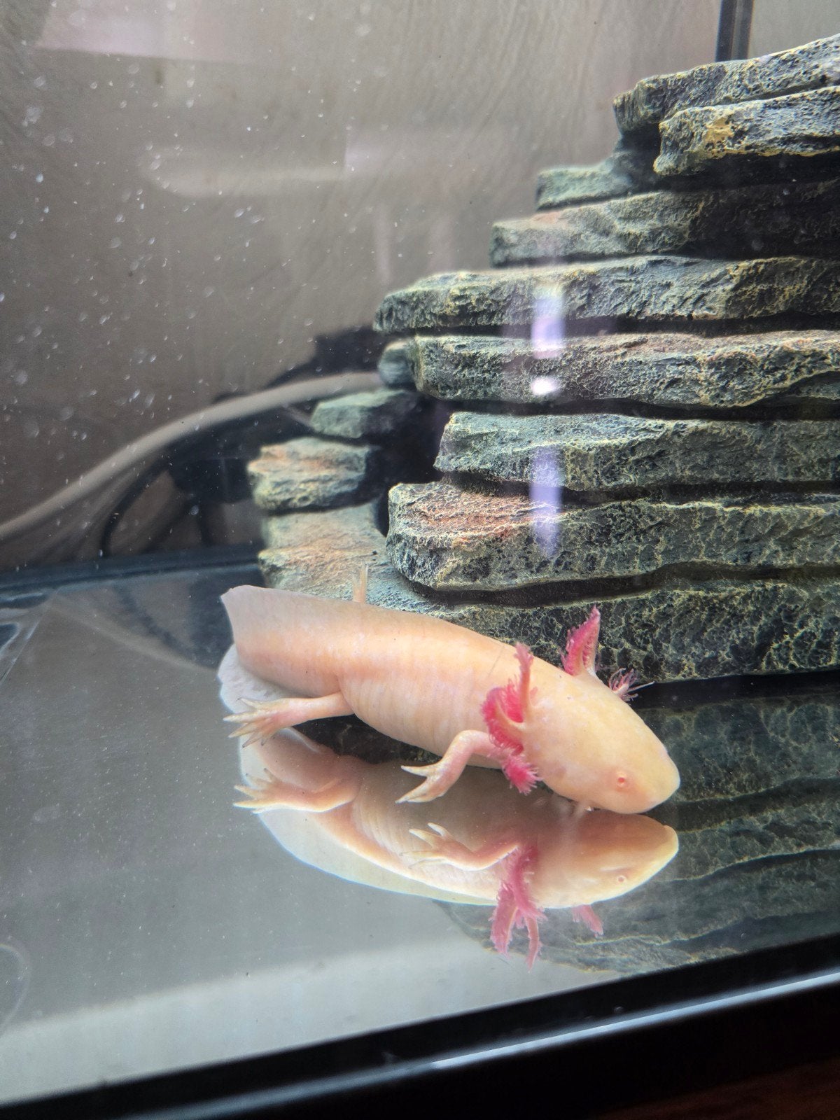 axolotles, Dieren en Toebehoren, Amfibie, 0 tot 2 jaar