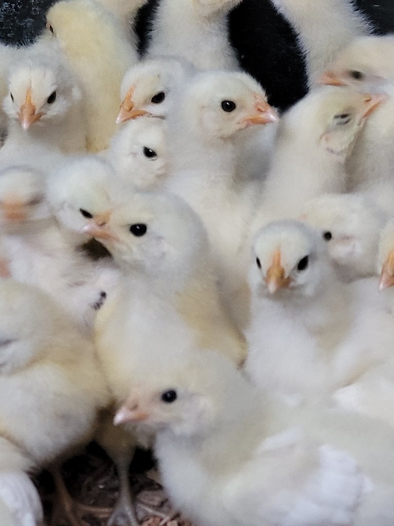 Kuikens Poule de Bresse, Dieren en Toebehoren, Pluimvee
