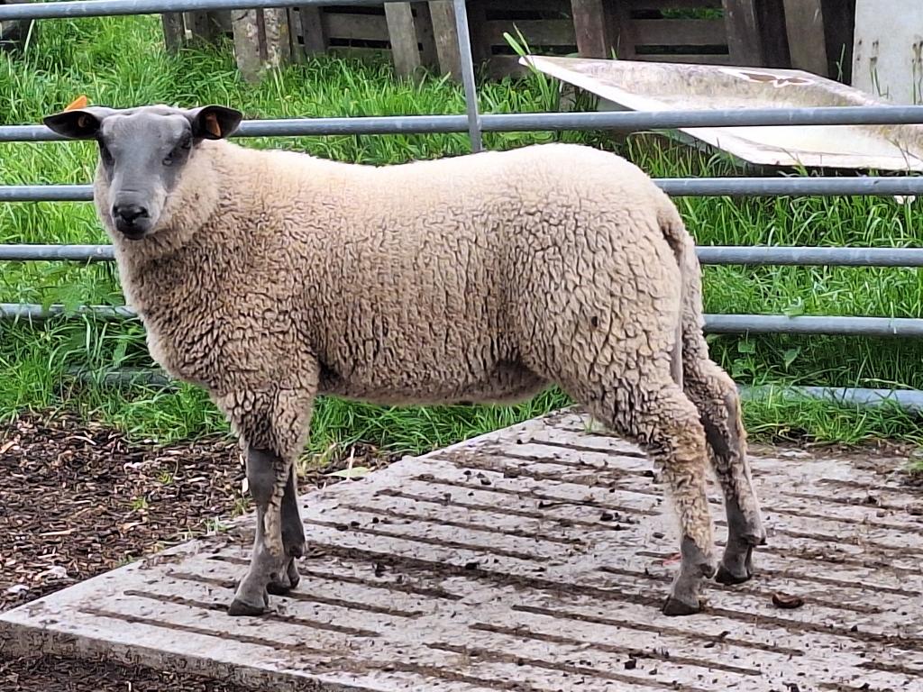 bleu du maine bok, Dieren en Toebehoren, Schapen, Geiten en Varkens, Mannelijk, Schaap, 0 tot 2 jaar
