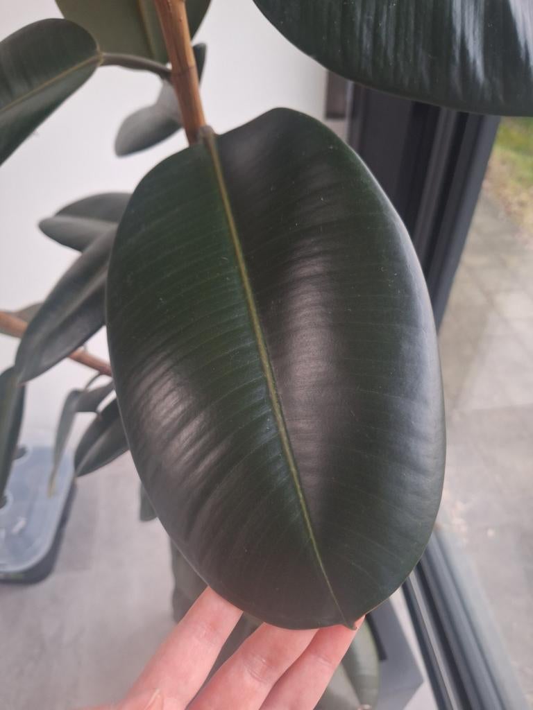 FICUS ELASTICA ROBUSTA, Enlèvement, Ficus