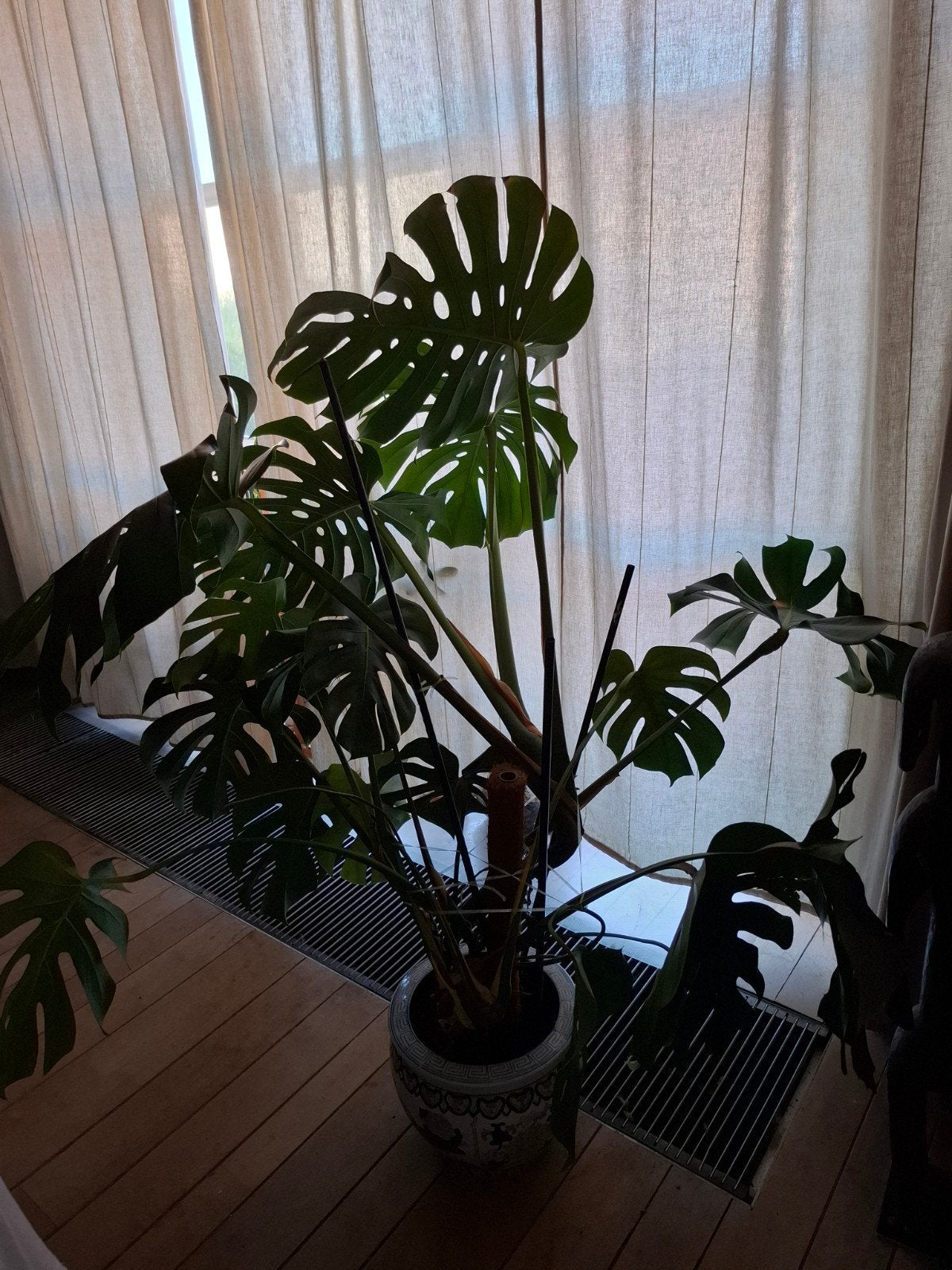 Grande plante Monstera, Enlèvement