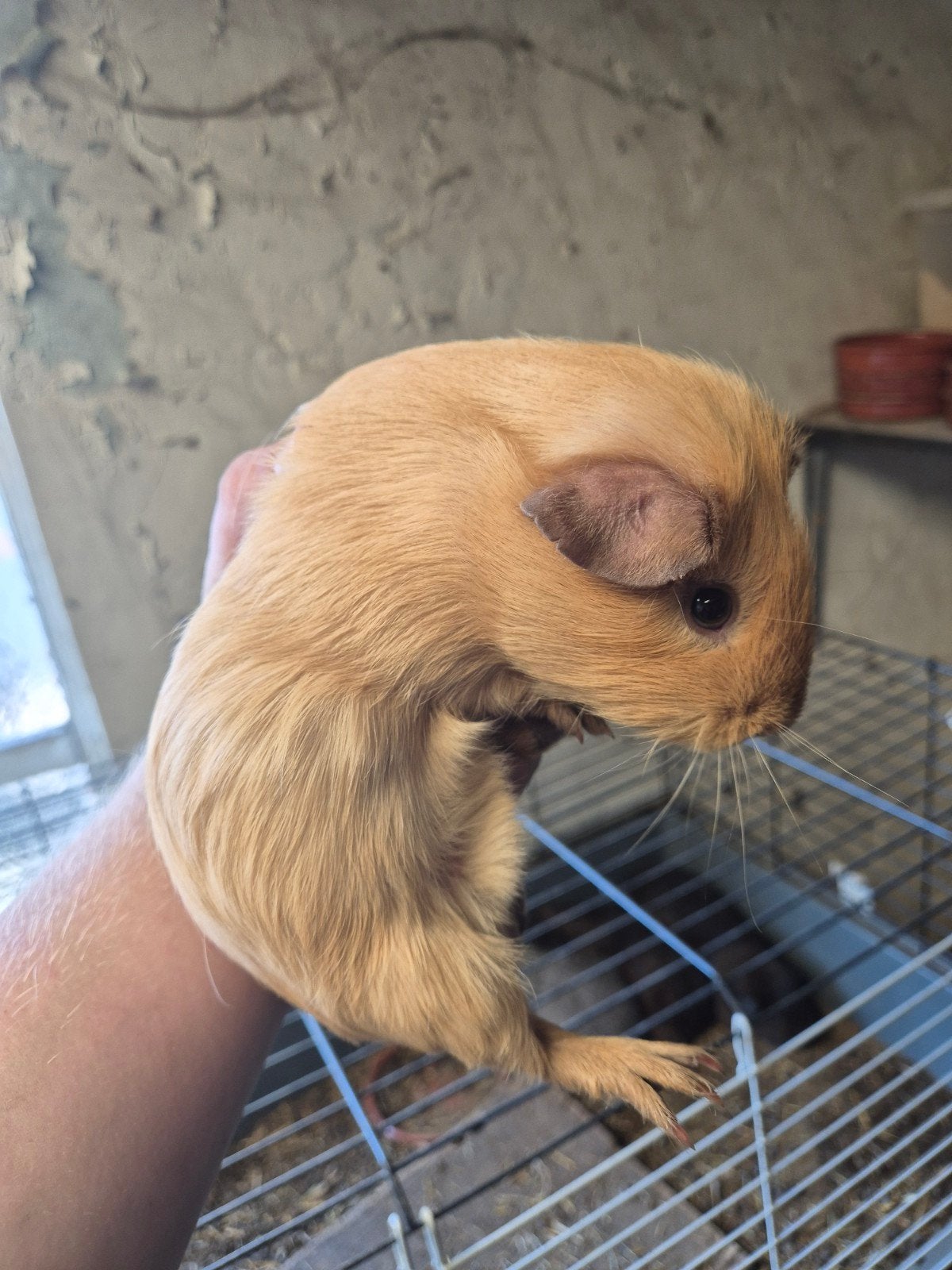 cavia beertje buff cali choco, Mei, Mannelijk, Cavia