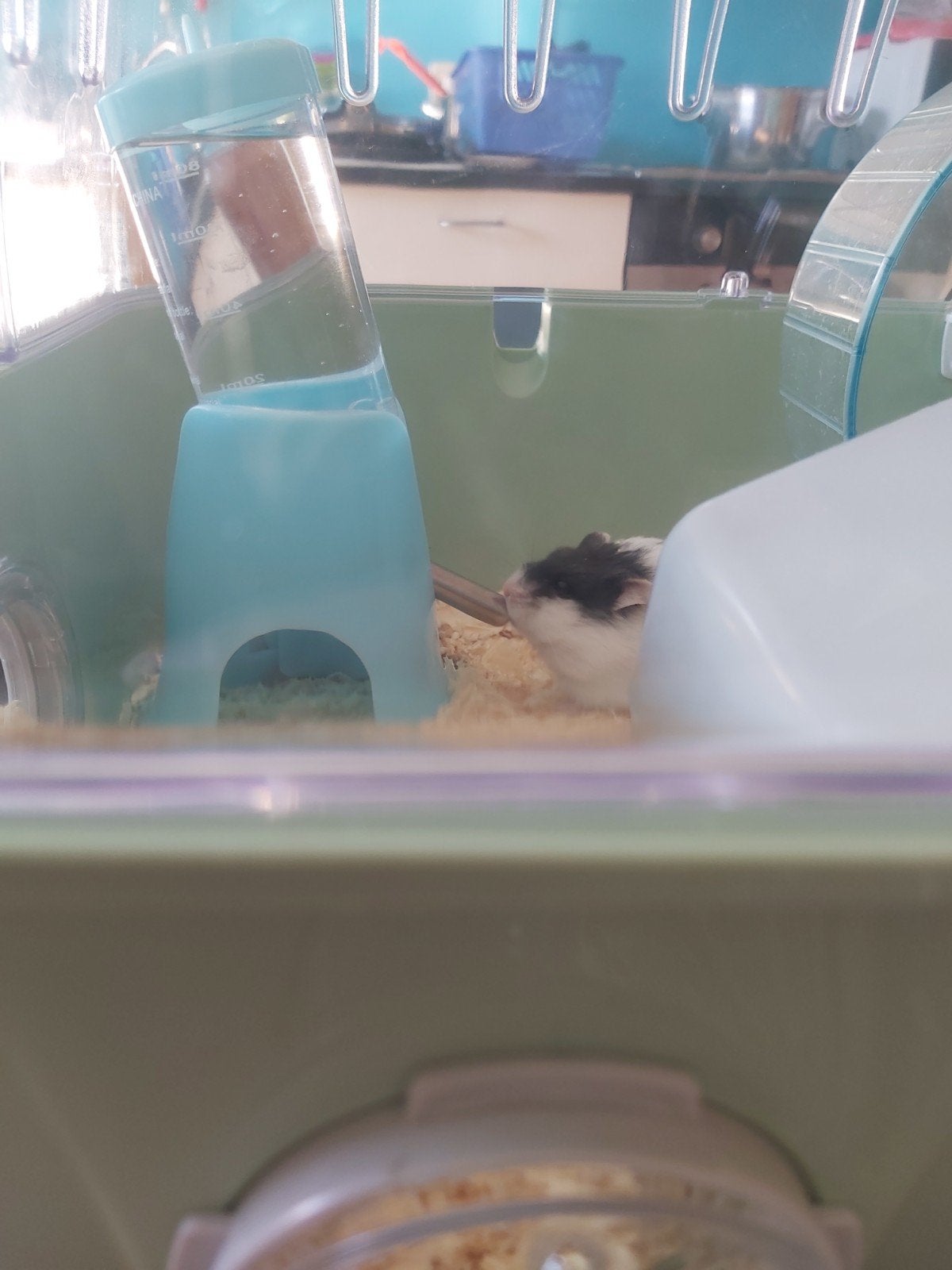 Hamster + kooi + accessoires, Dieren en Toebehoren, Knaagdieren, Hamster, Vrouwelijk, November, Tam