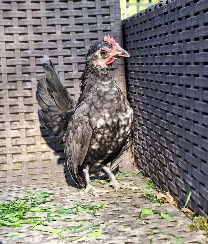 Serama haantjes, Animaux & Accessoires, Volatiles