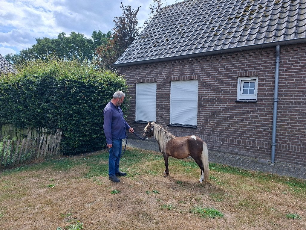 Zeldzaam mooi paardje, Dieren en Toebehoren, Pony's, Hengst, A pony (tot 1.17m), Gechipt, 0 tot 2 jaar