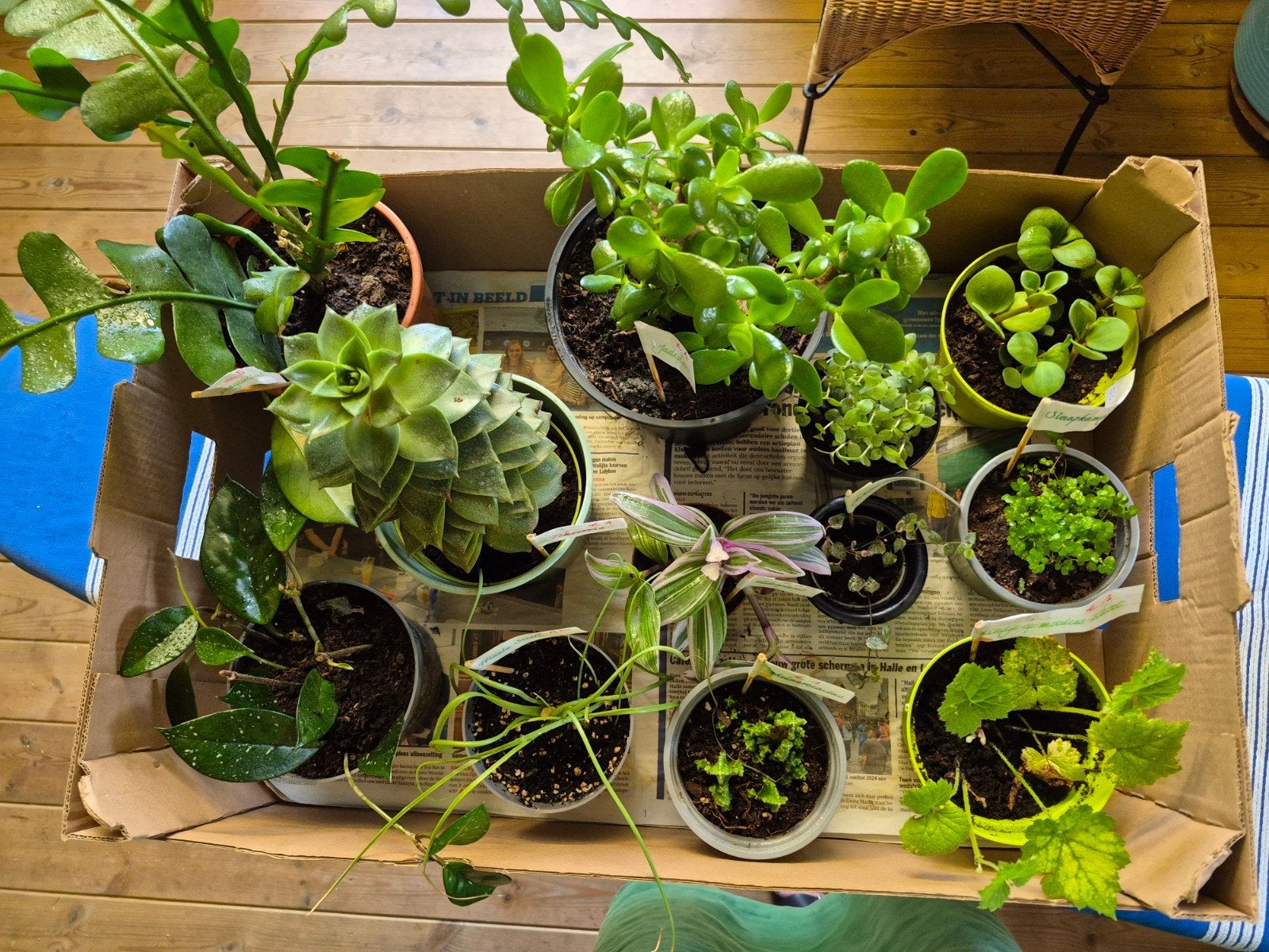 Verschillende kamerplantjes, Ophalen
