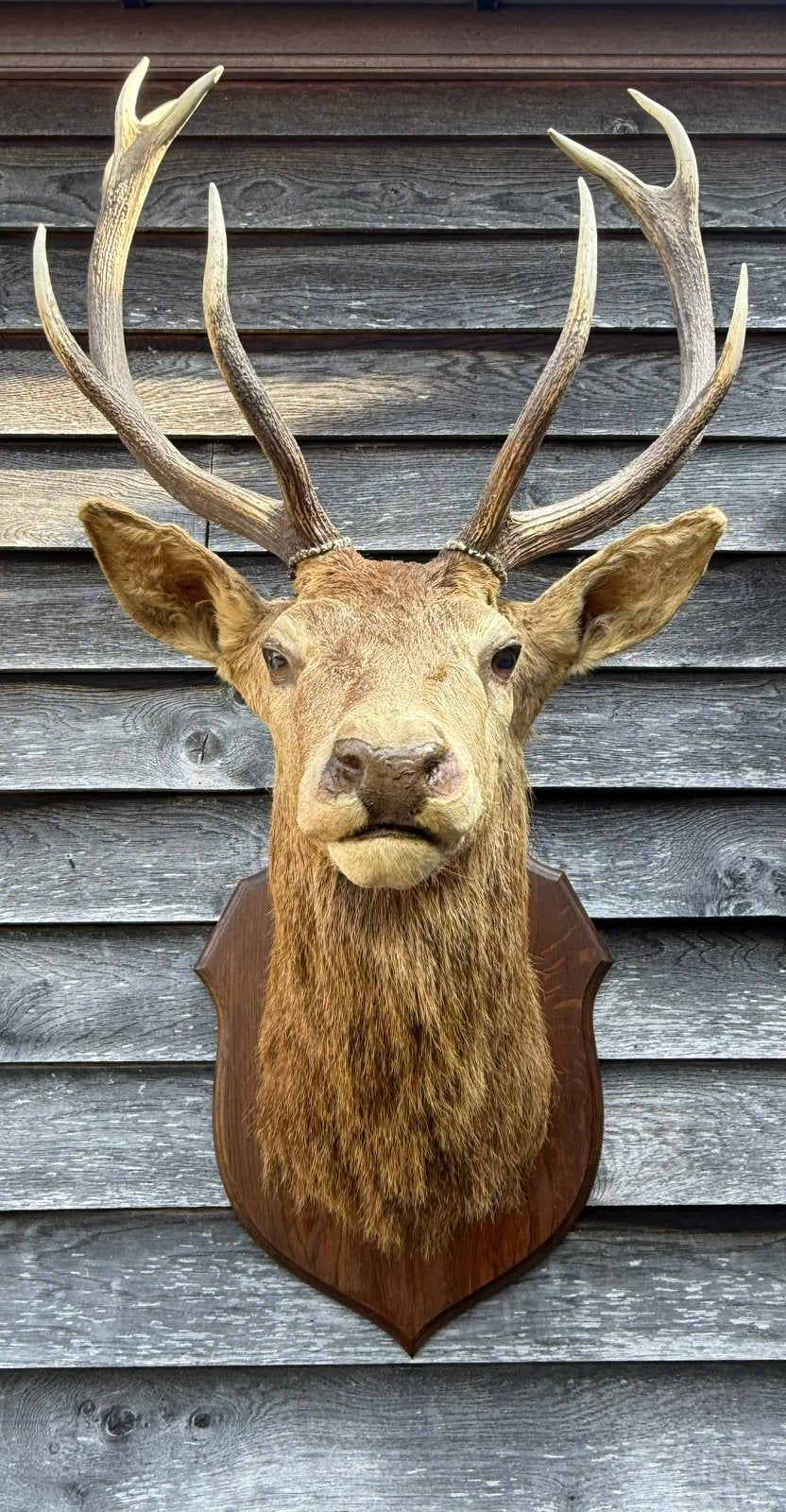 Belle tête de cerf plus grande avec de beaux bois ! ! !, Enlèvement, Utilisé, Cerf, Bois ou Tête