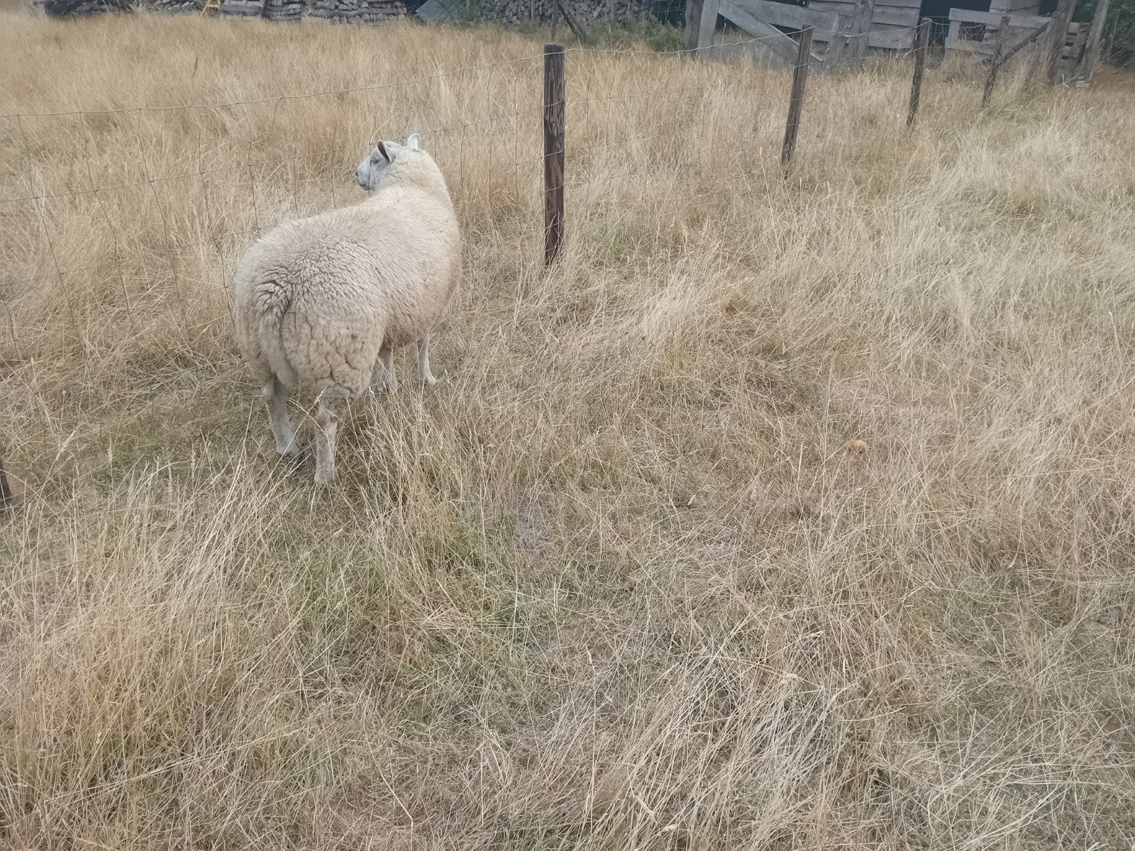 Ramlam te koop, Animaux & Accessoires, Mâle, Mouton, 0 à 2 ans