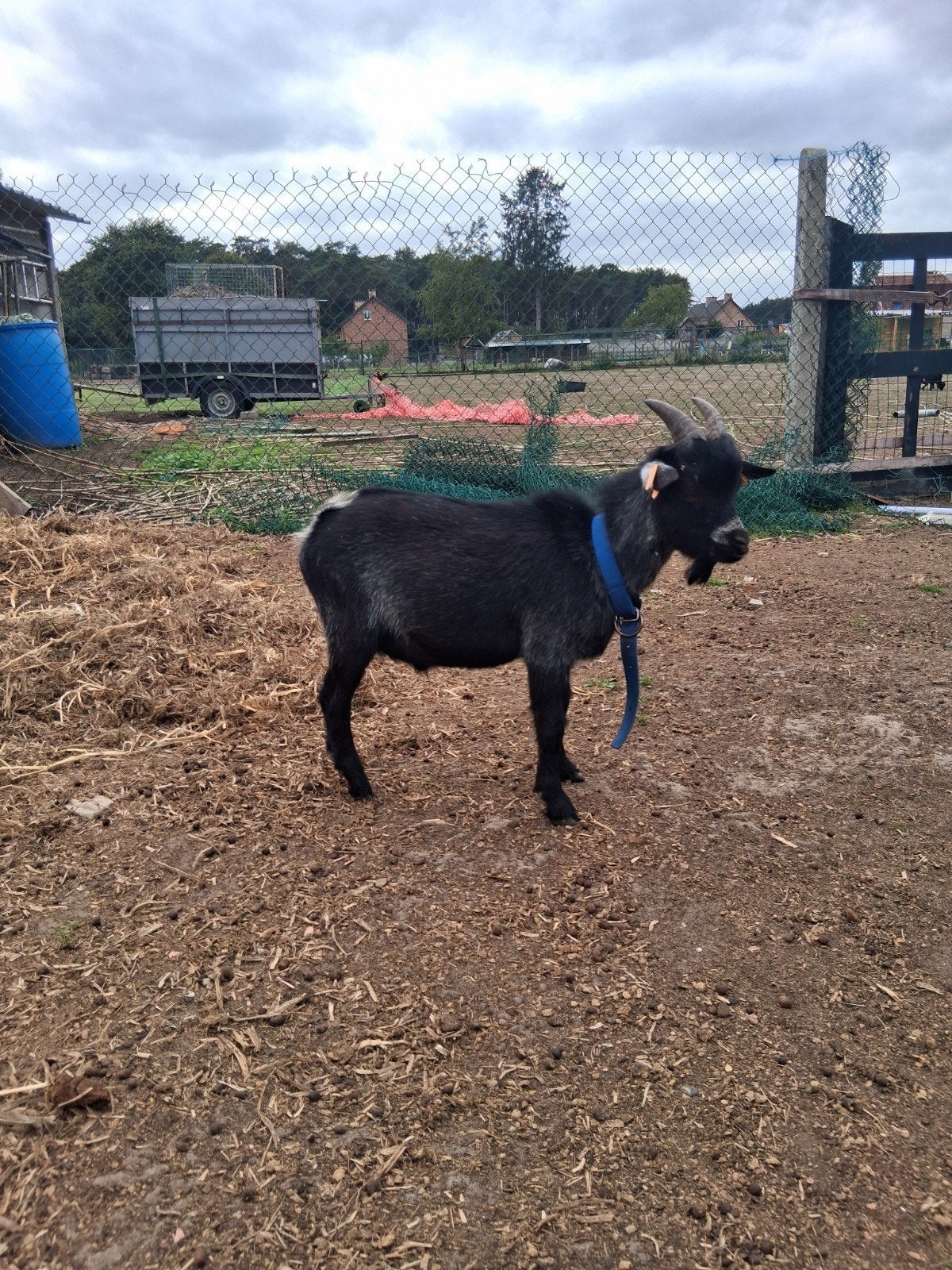 jonge zwartschimmelbok, Dieren en Toebehoren, Mannelijk, Geit, 0 tot 2 jaar