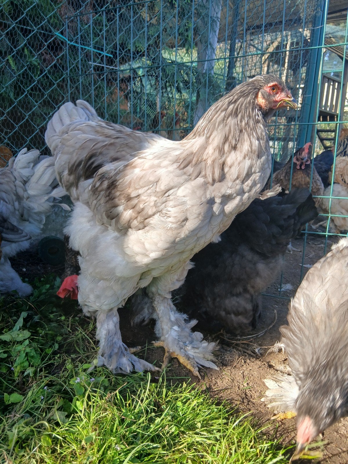brahma hanen, Dieren en Toebehoren