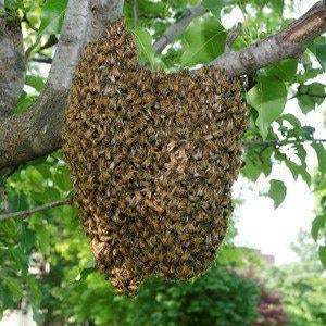 Ramassez un essaim d'abeilles, Abeilles