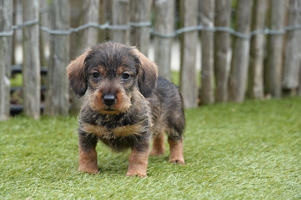 Prachtige ruwharige dwergteckels, met stamboom (wildkleur), Parvo, België, 8 tot 15 weken, Dwerg