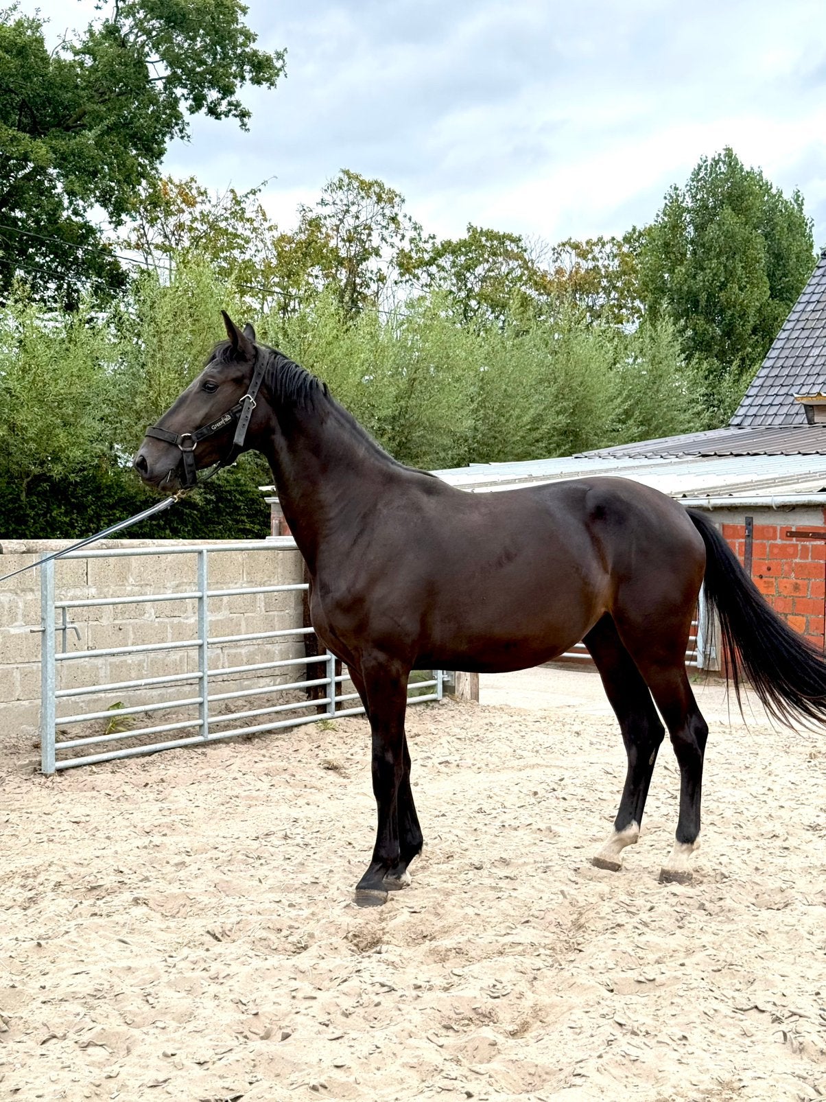 BWP Merrie “Babette” 2024 Veel potentieel voor de dressuur, Merrie, Met stamboom, Dressuurpaard, 0 tot 2 jaar