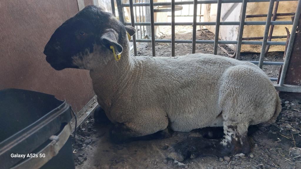 Laatste bok 1jaar niet ouder. Kom kijken, Dieren en Toebehoren, Mannelijk, Schaap, 0 tot 2 jaar