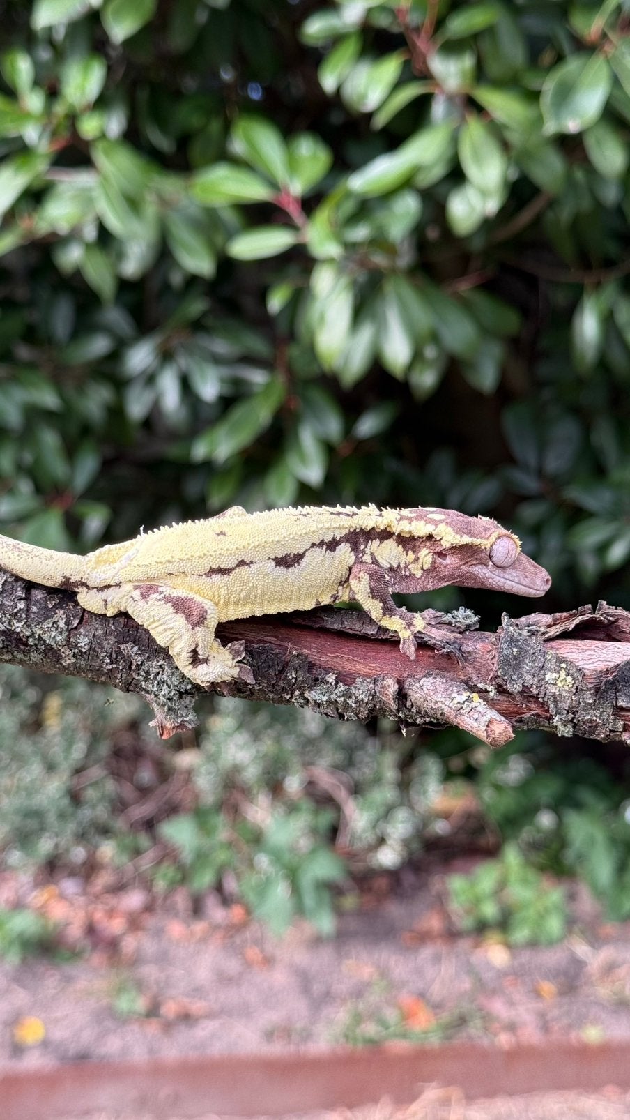 Male crested gecko frappuchino, Animaux & Accessoires