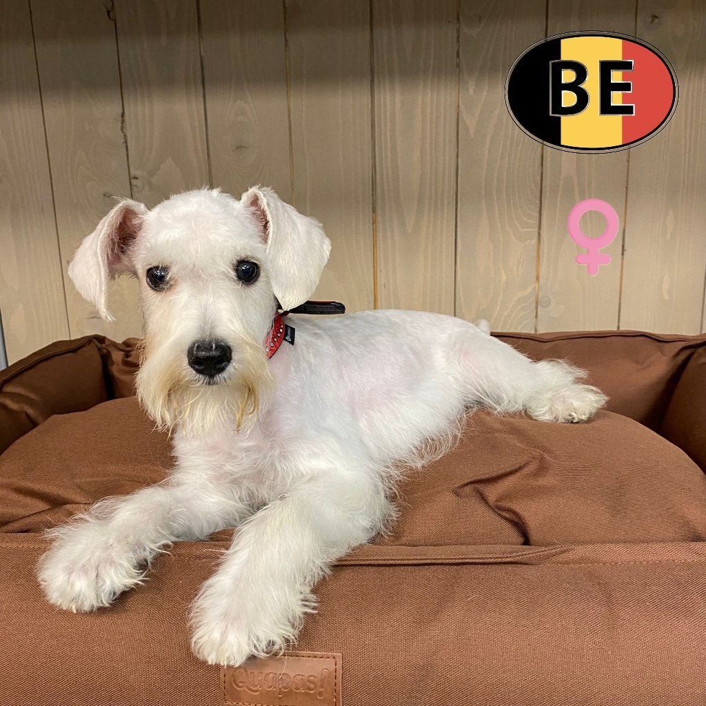 Chiots Schnoodle à vendre - Énergie et douceur réunies, Animaux & Accessoires, Chiens | Chihuahuas & Chiens de compagnie, Chienne