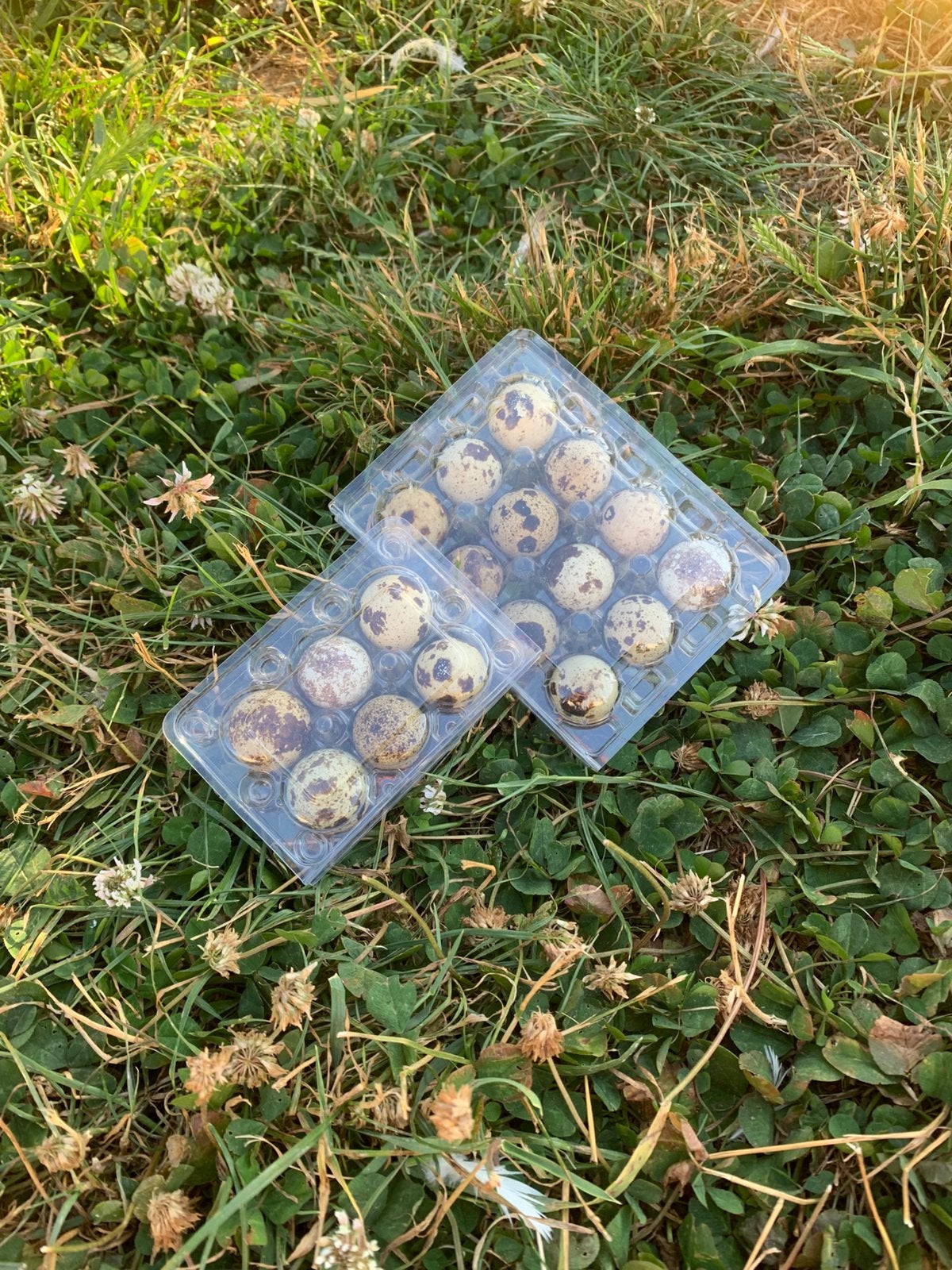 Verse kwartel eitjes, Overige soorten
