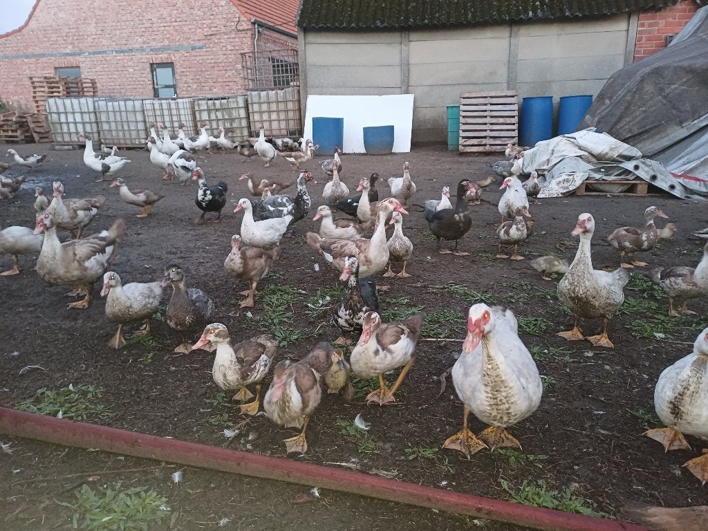 Muskuseenden, Animaux & Accessoires, Plusieurs animaux, Canard