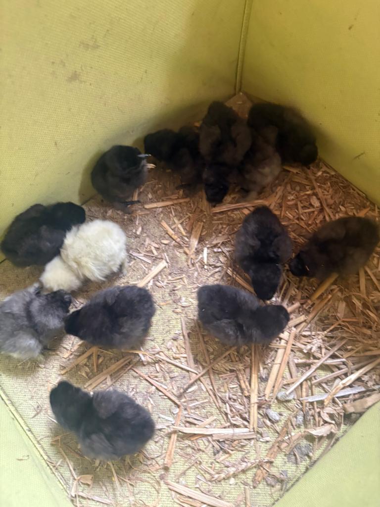USA zijdehoen kuikens 3 +1 gratis, Dieren en Toebehoren, Pluimvee, Geslacht onbekend