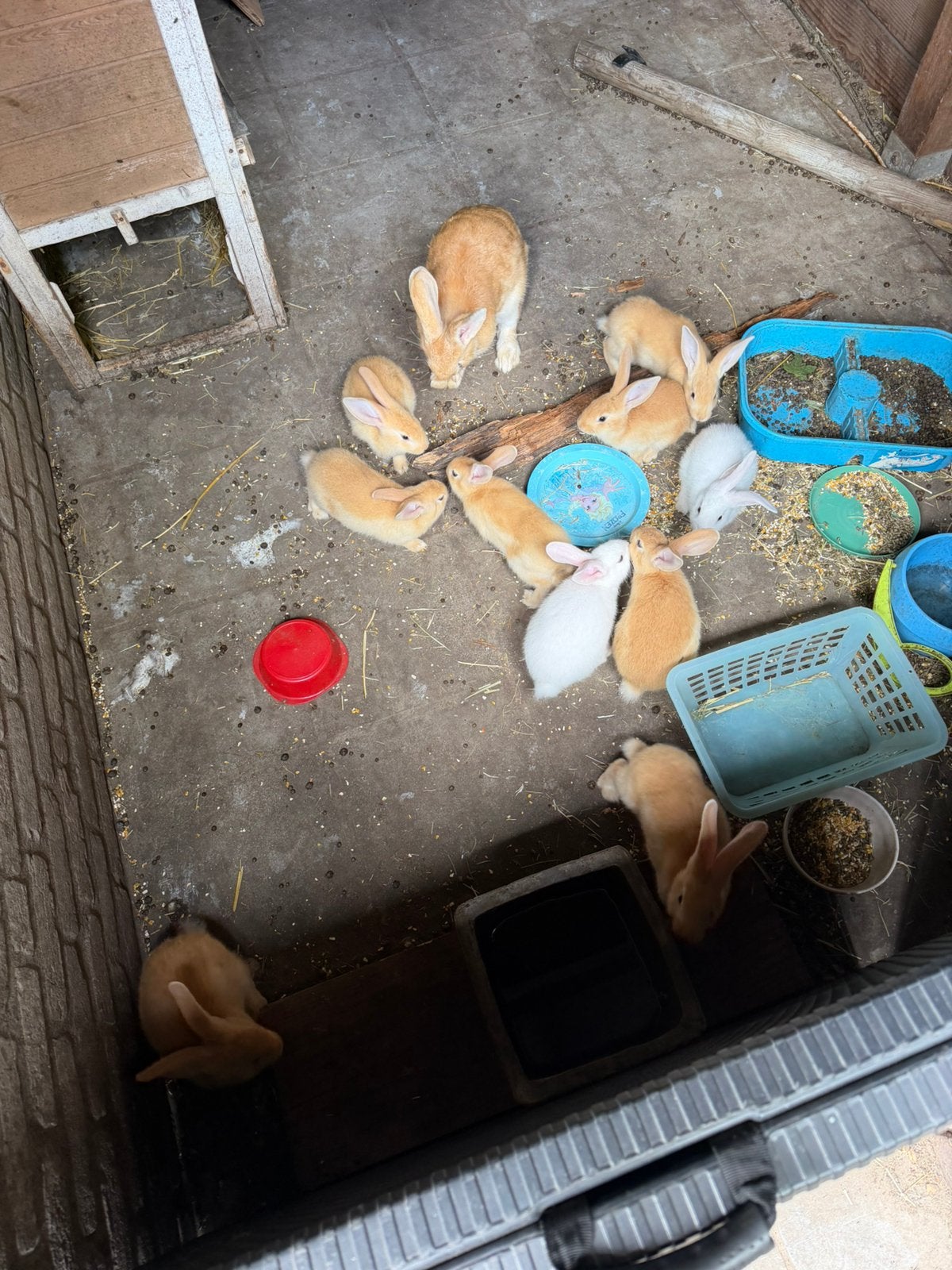 Vlaamse reuzen nest van 9, Meerdere dieren, Groot, 0 tot 2 jaar