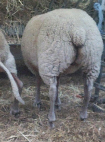 prachtig rouge de l'Ouest ooi lam, Dieren en Toebehoren